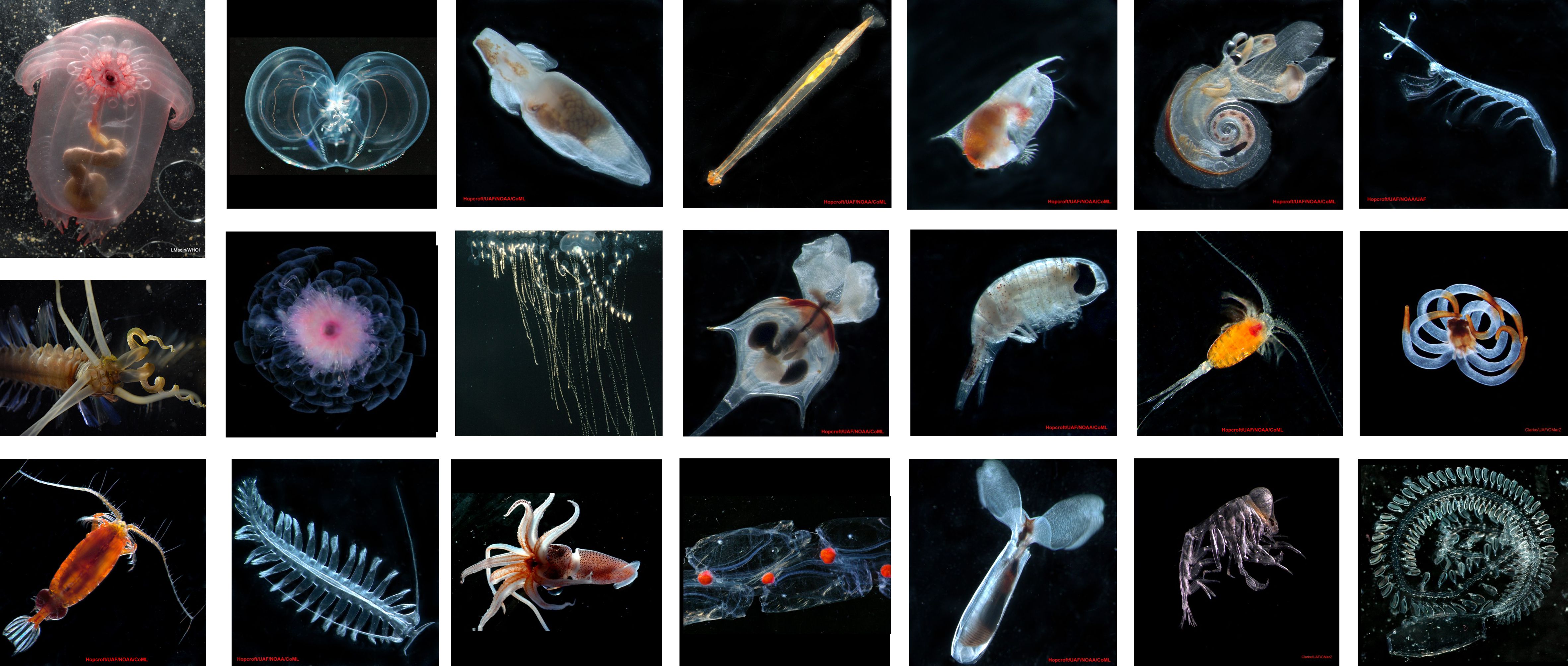 MZGdb Review Fig 1 600dpi